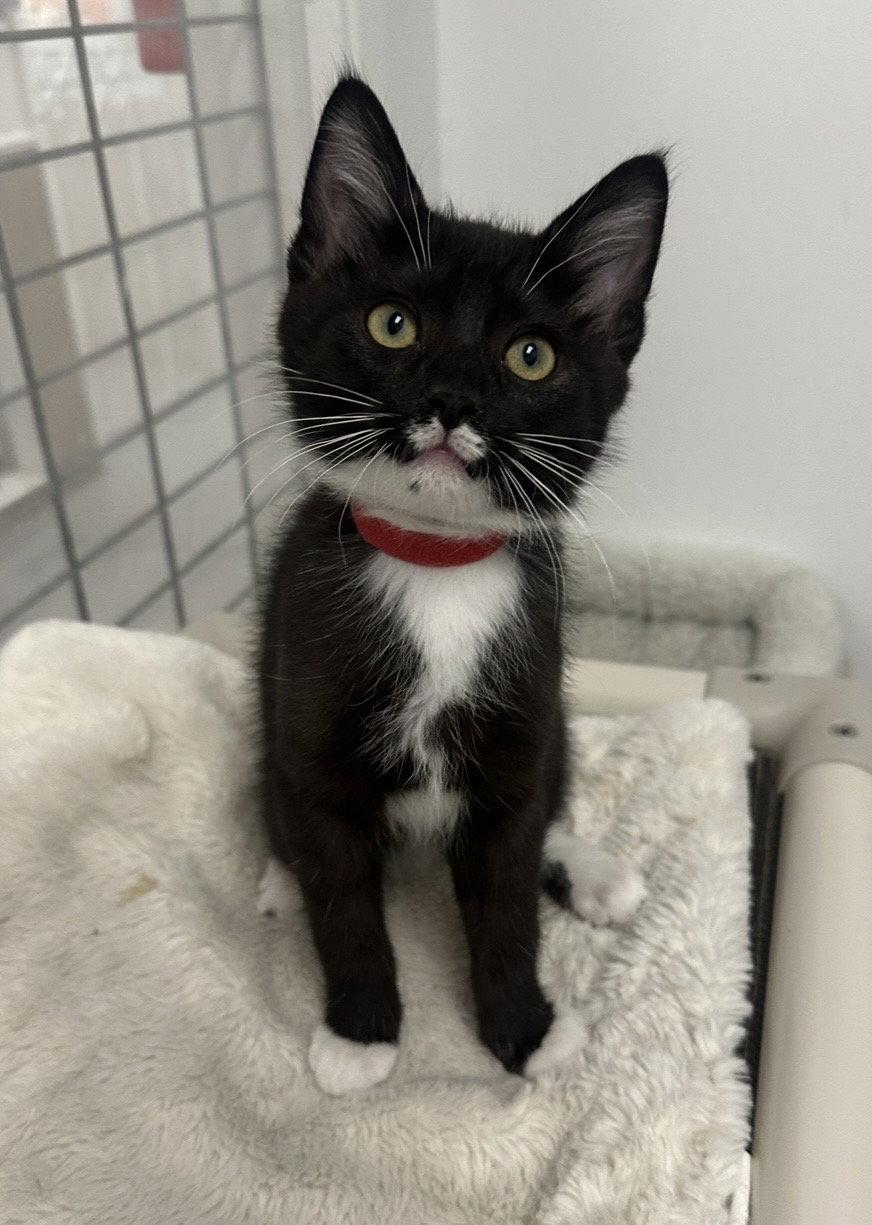 Enlarge Lennon, a Adopted Tuxedo in West Hills, CA image 1/3