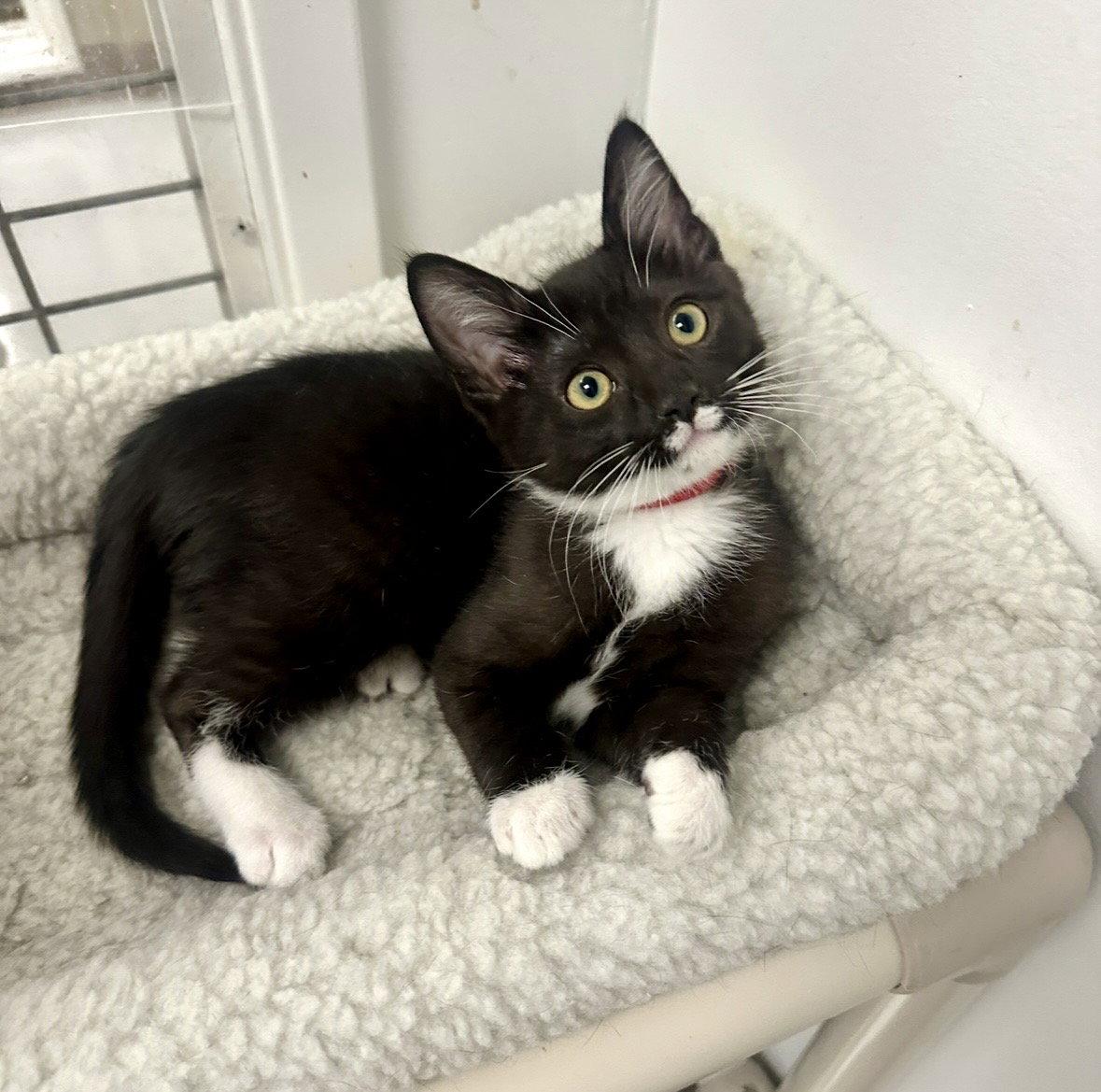 Enlarge Lennon, a Adopted Tuxedo in West Hills, CA image 2/3