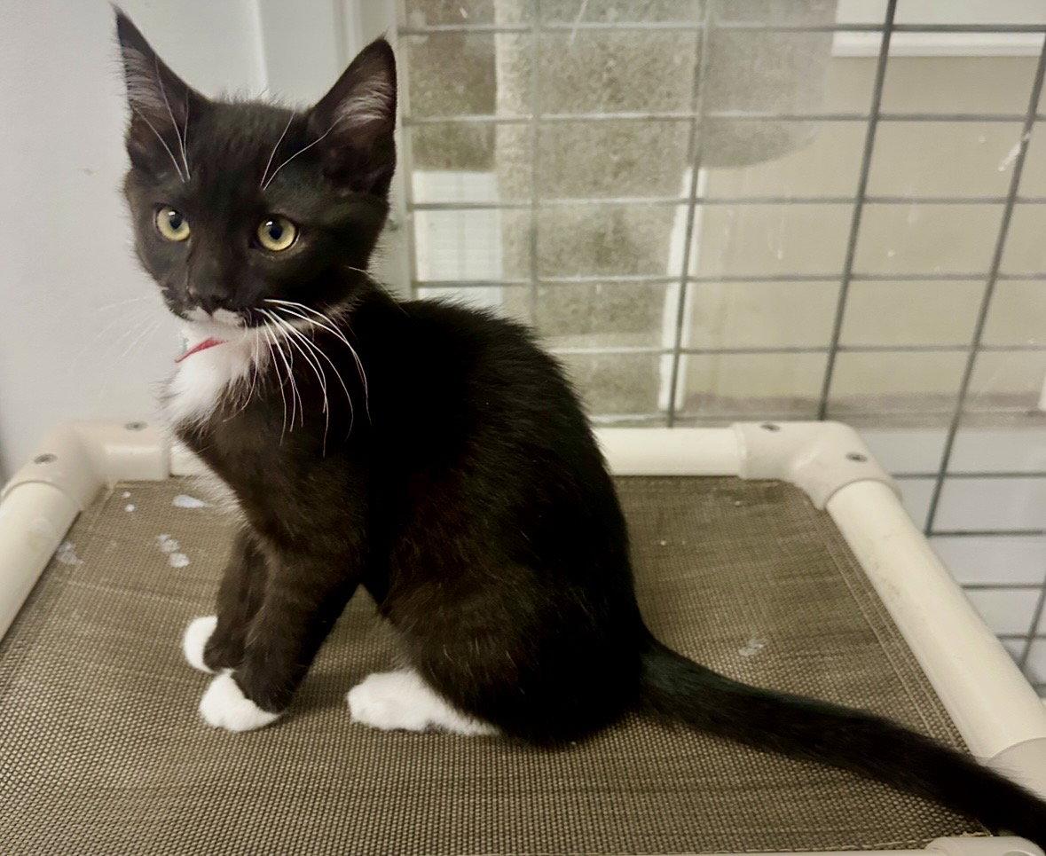 Enlarge Lennon, a Adopted Tuxedo in West Hills, CA image 3/3