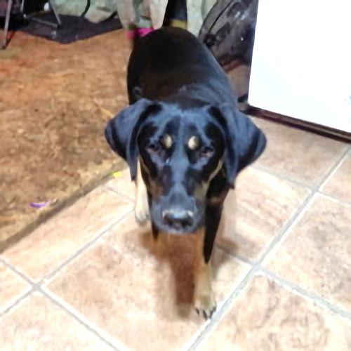 Enlarge Angel, a Adoptable mixed breed in Rutherfordton, NC image 1/3