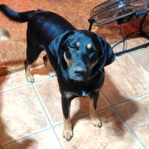 Enlarge Angel, a Adoptable mixed breed in Rutherfordton, NC image 2/3