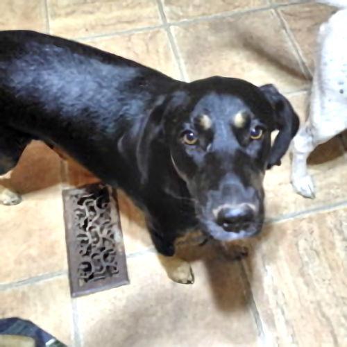 Enlarge Angel, a Adoptable mixed breed in Rutherfordton, NC image 3/3