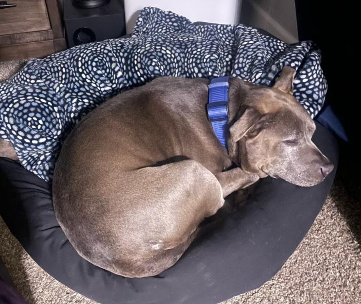 BEAU, Adoptable, Adult Male Pit Bull Terrier.