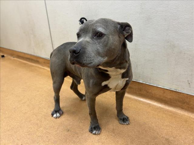 BEAU, Adoptable, Adult Male Pit Bull Terrier.