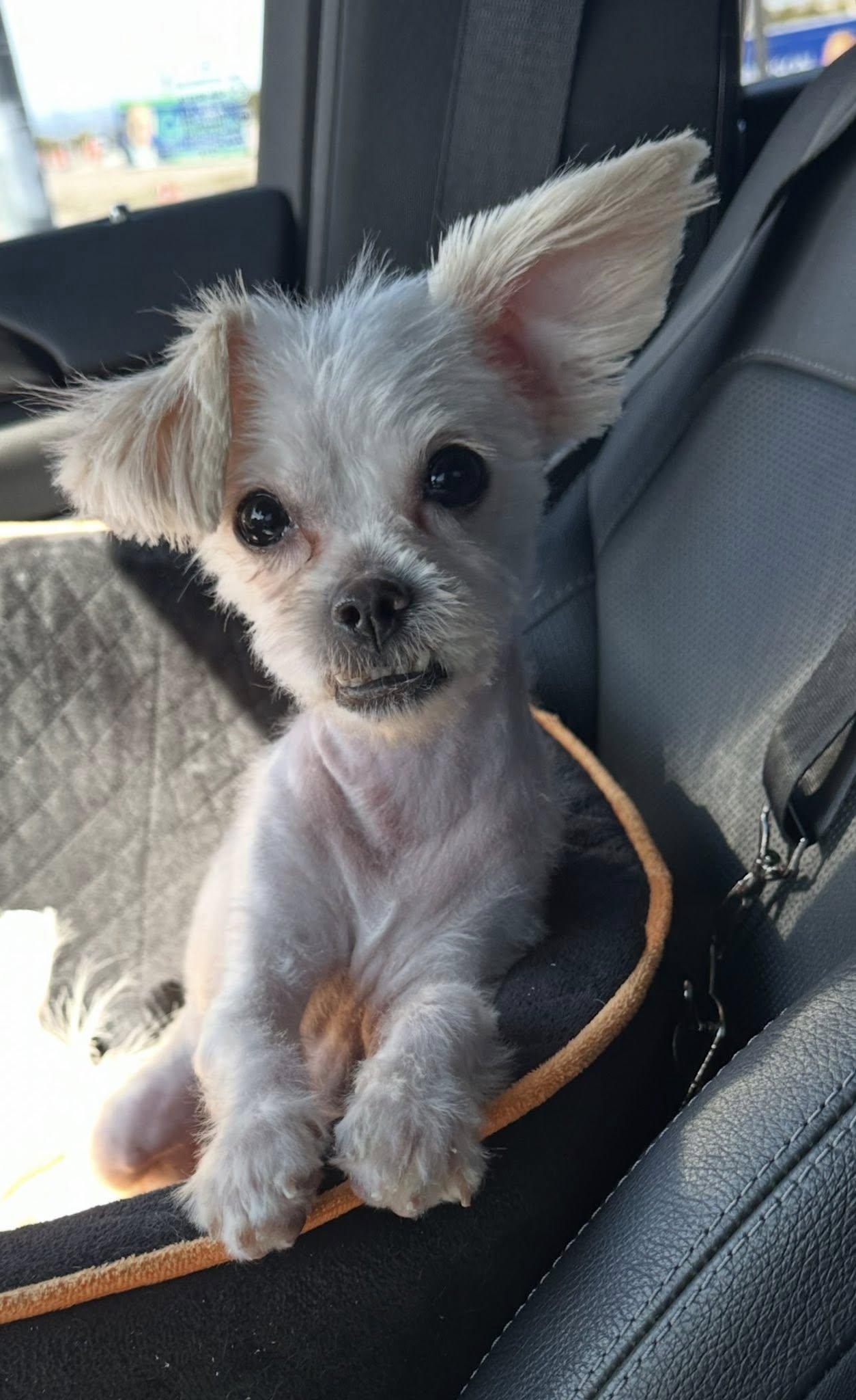 Vinny, ADOPTABLE, Young Male Maltese & Shih Tzu.