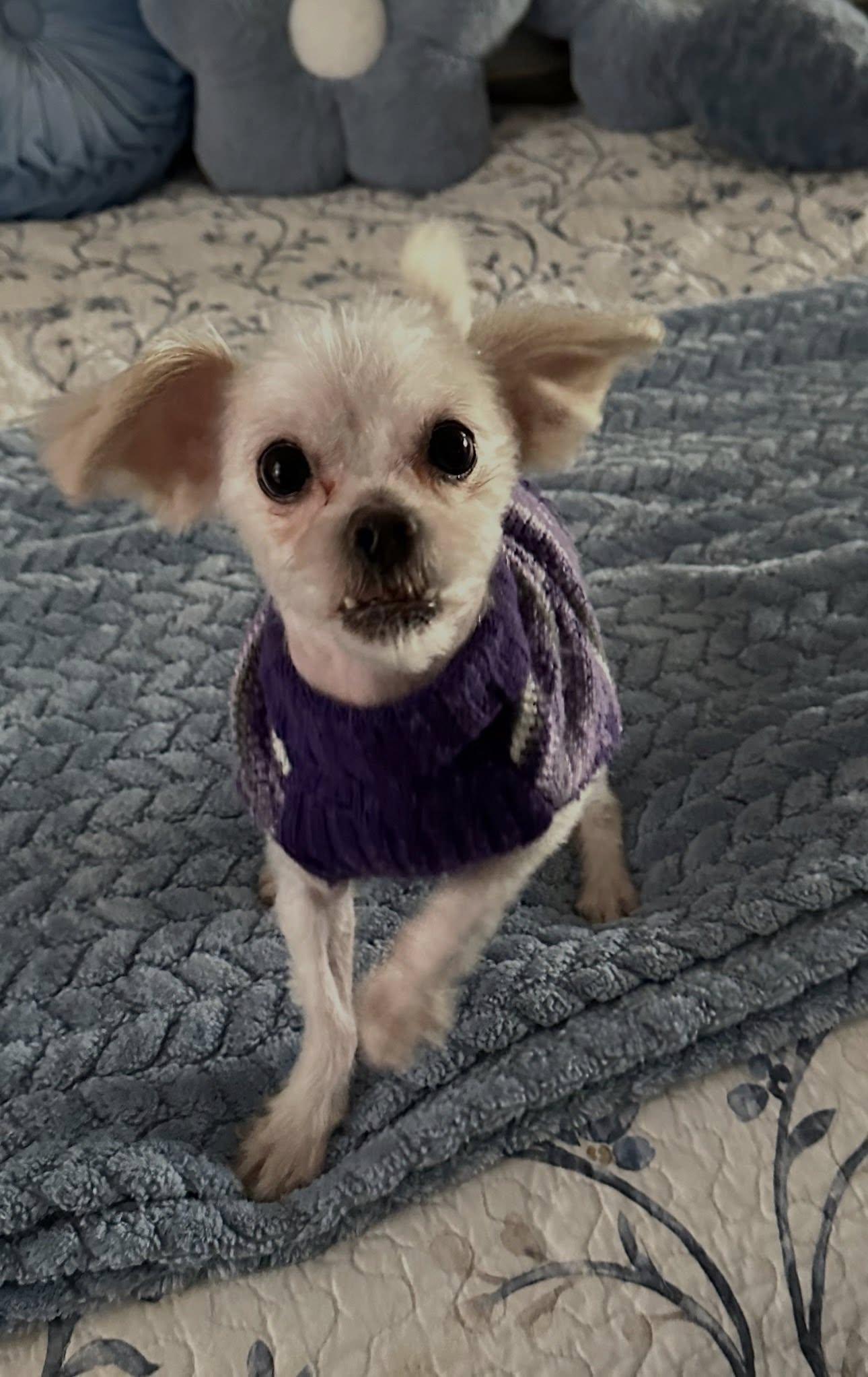 Enlarge Vinny, a ADOPTABLE mixed breed in Henderson, NV image 2/5