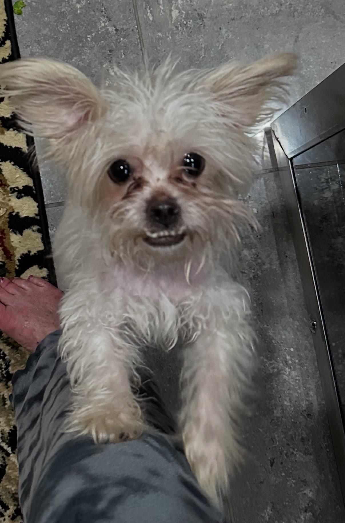 Enlarge Vinny, a ADOPTABLE mixed breed in Henderson, NV image 5/5