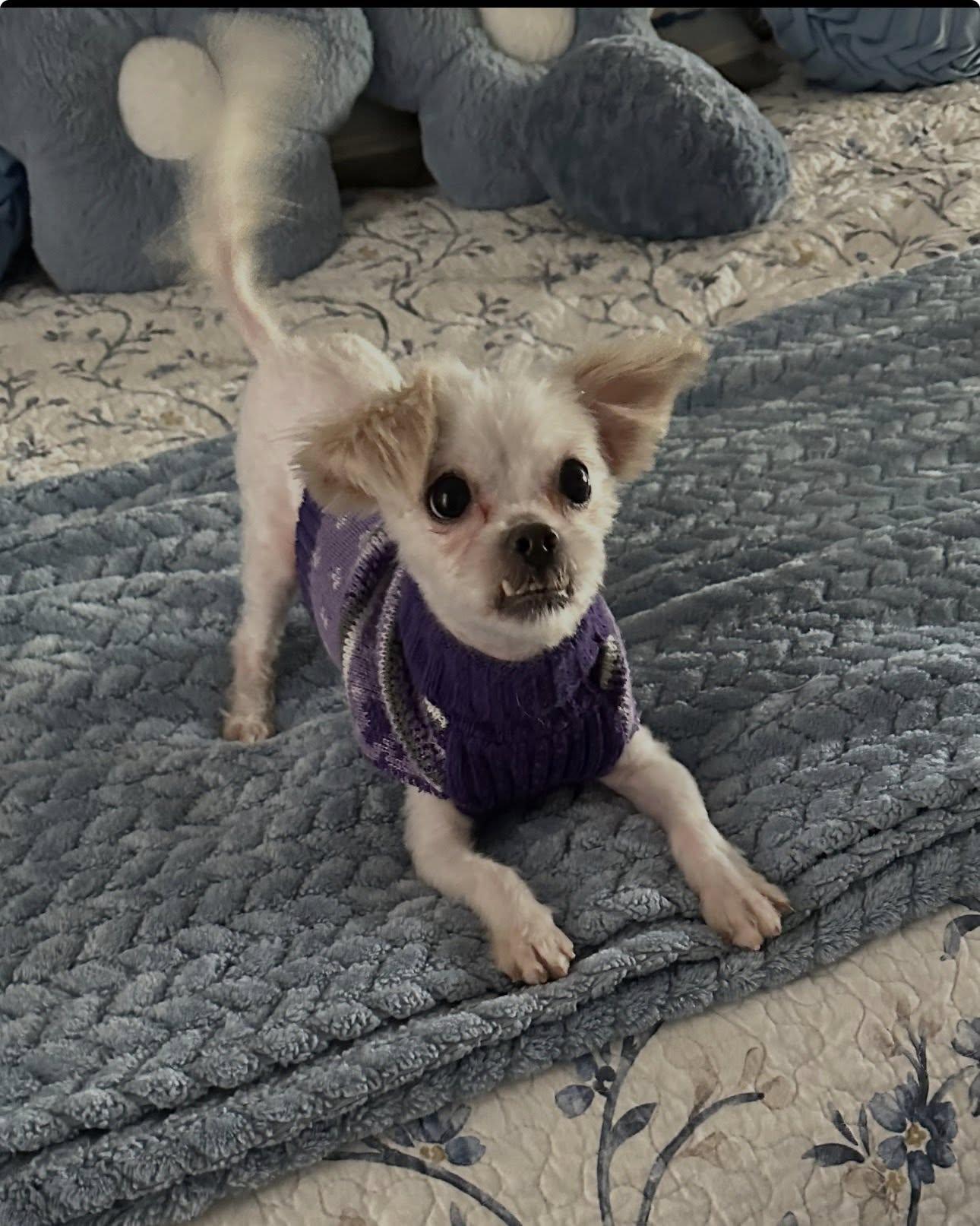 Enlarge Vinny, a ADOPTABLE mixed breed in Henderson, NV image 3/5