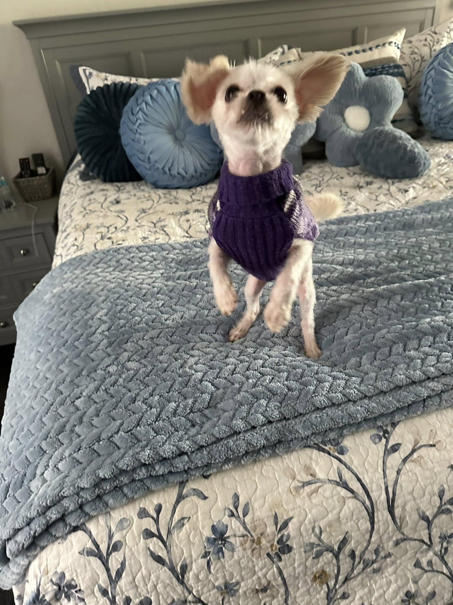 Enlarge Vinny, a ADOPTABLE mixed breed in Henderson, NV image 4/5