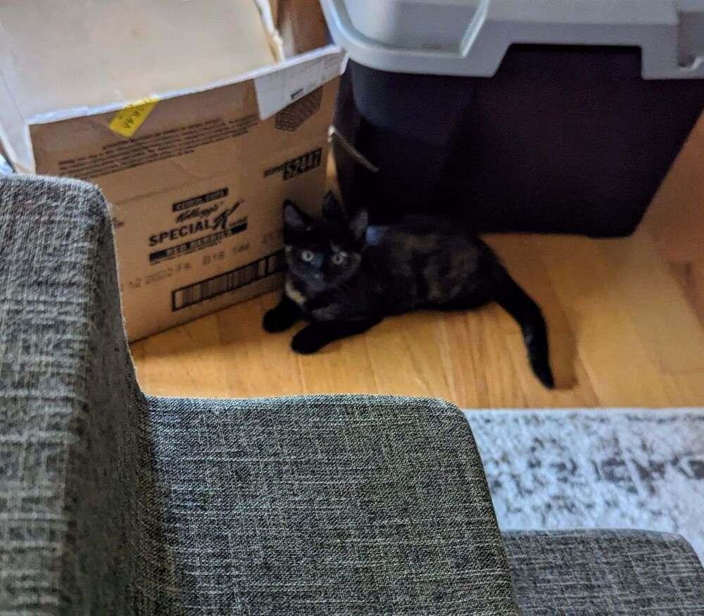 Enlarge Ruby, a Adopted mixed breed in Ronkonkoma, NY image 2/6