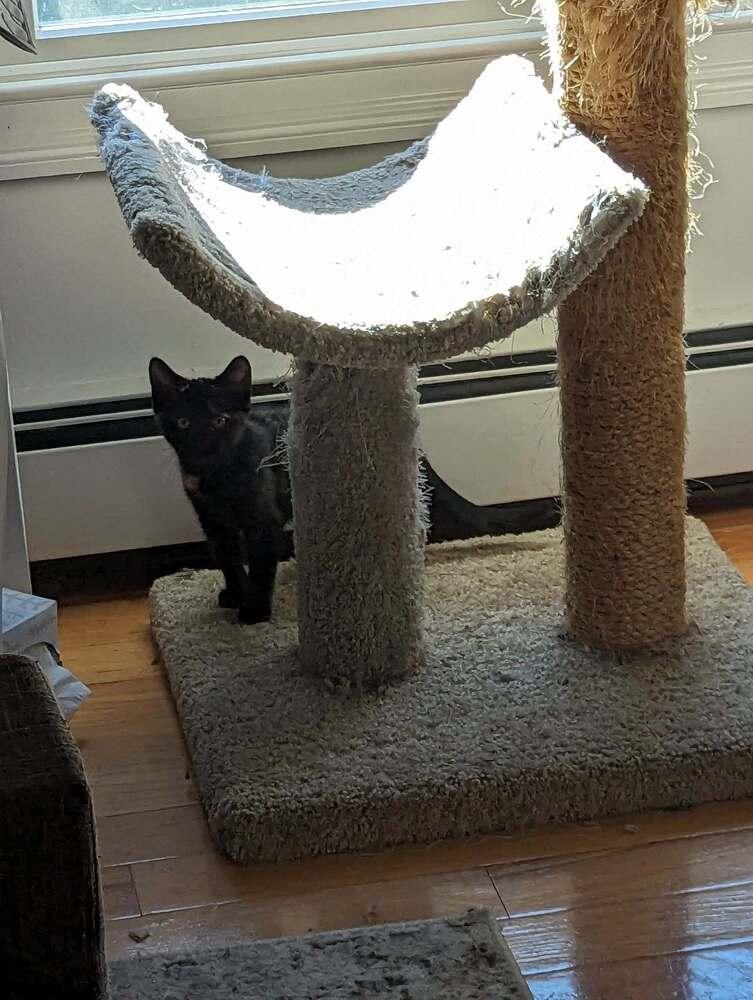 Enlarge Ruby, a Adopted mixed breed in Ronkonkoma, NY image 3/6