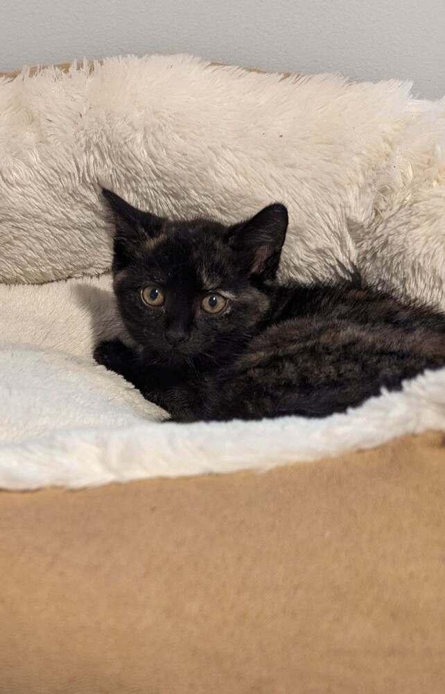 Enlarge Ruby, a Adopted mixed breed in Ronkonkoma, NY image 5/6