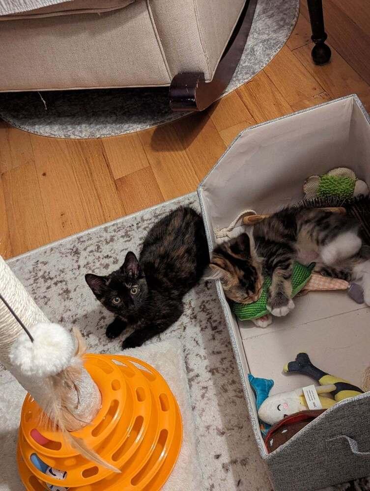 Enlarge Ruby, a Adopted mixed breed in Ronkonkoma, NY image 6/6