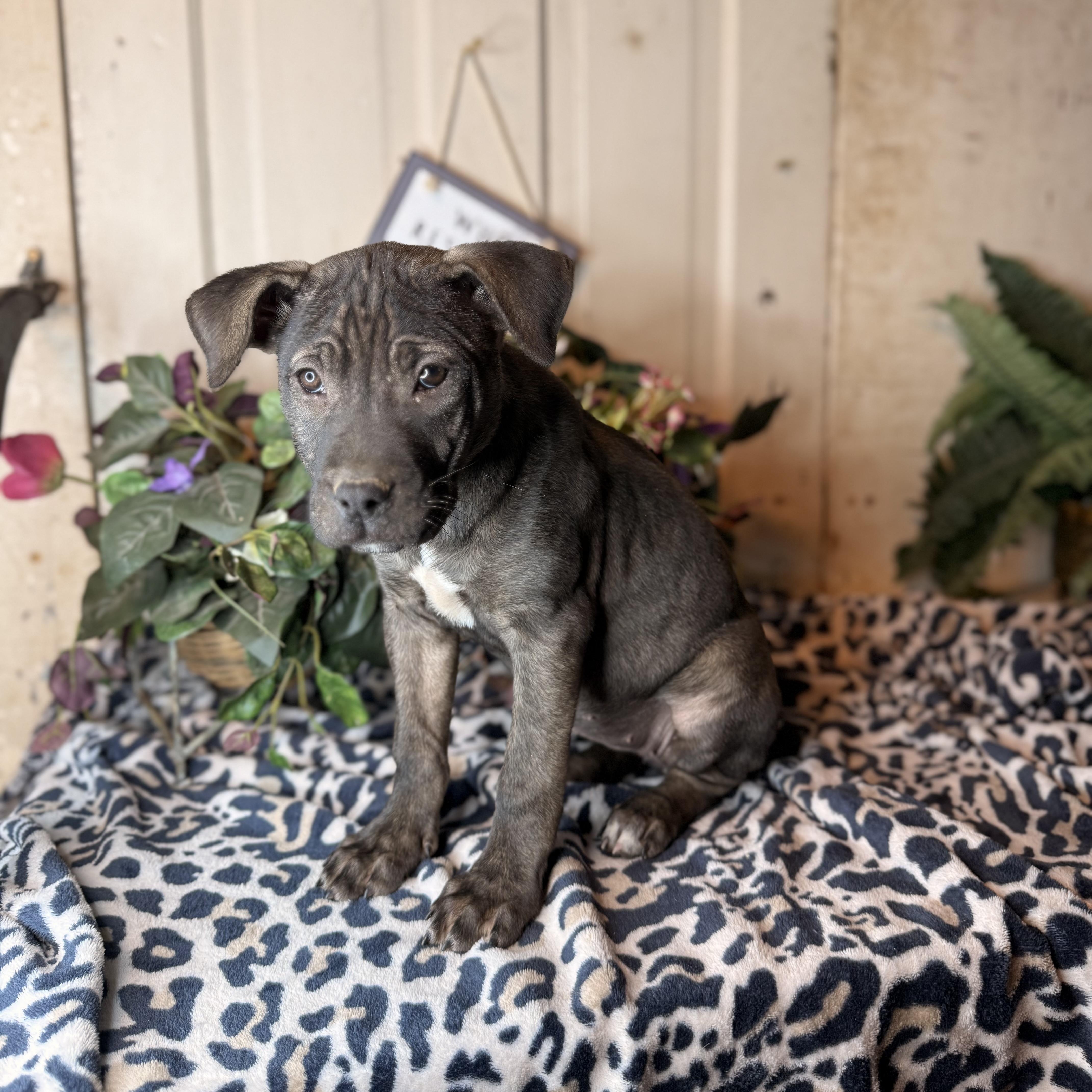 Enlarge Coco, a Adoptable mixed breed in Oak Creek, WI image 4/5