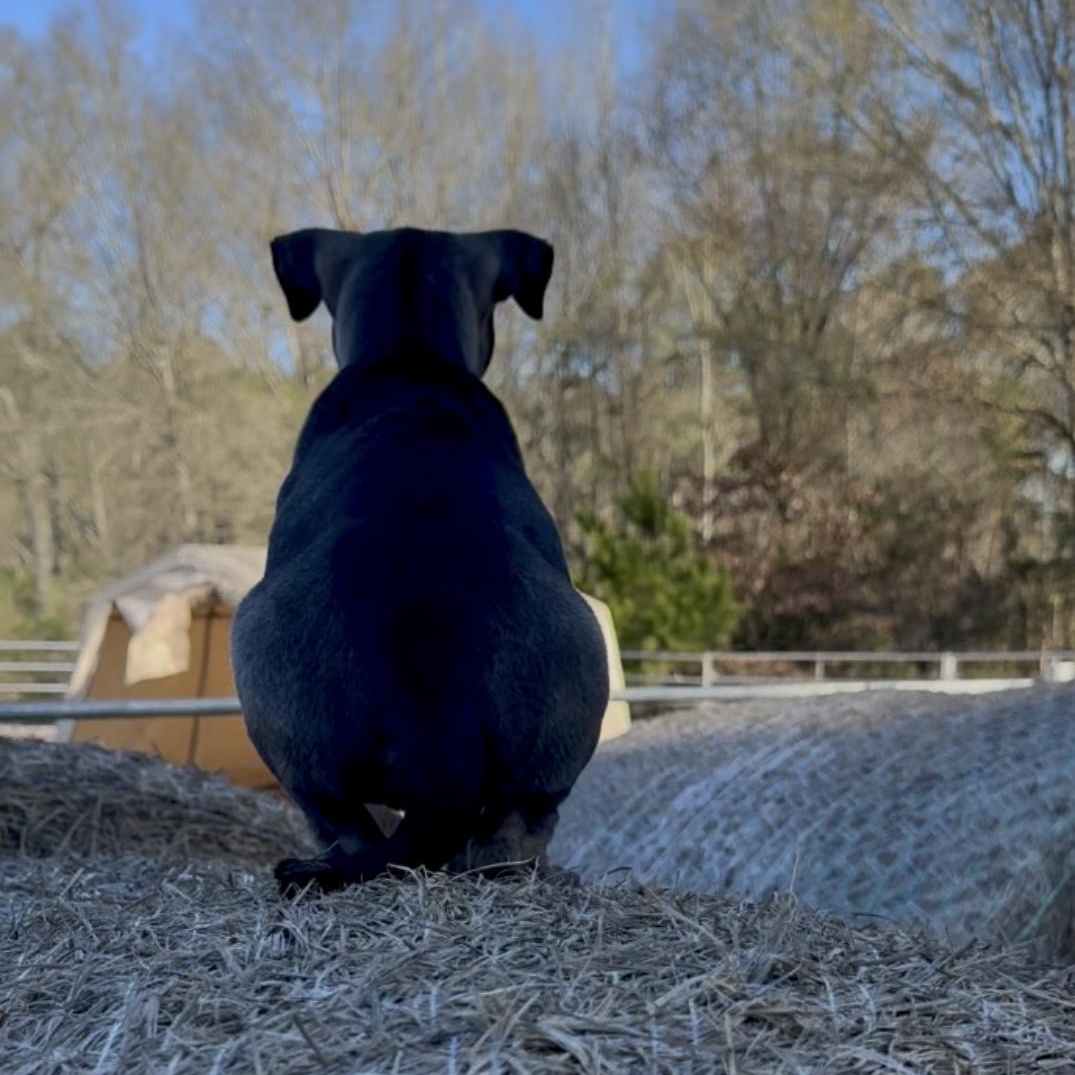 Enlarge Coco, a Adoptable mixed breed in Oak Creek, WI image 5/5