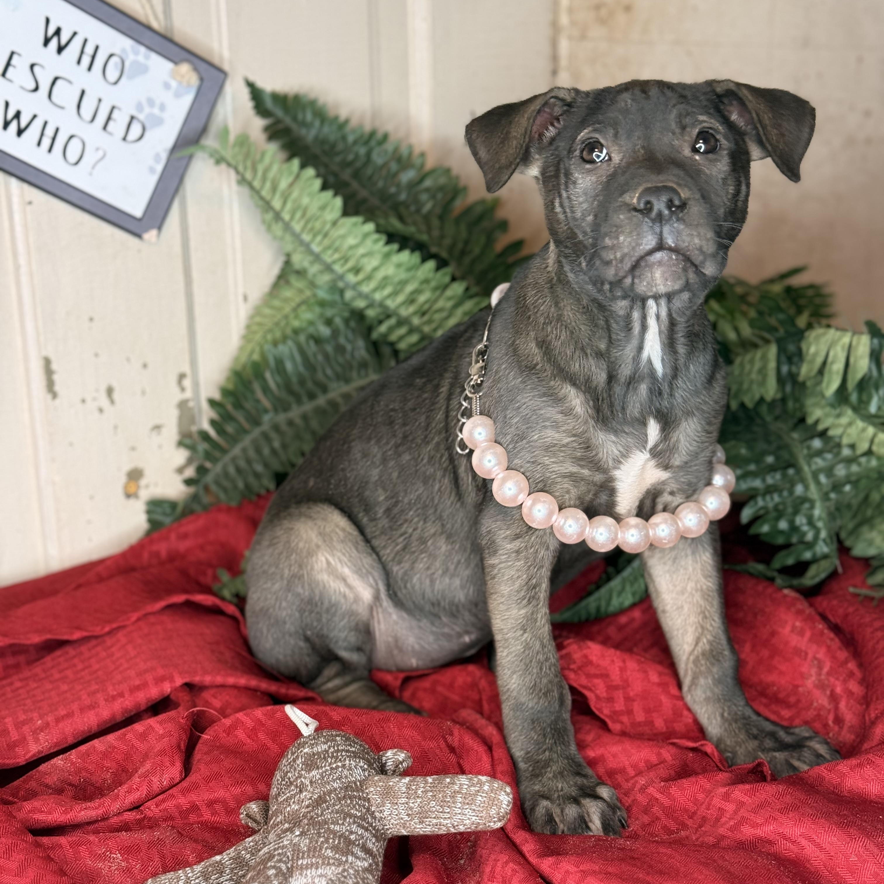 Enlarge Coco, a Adoptable mixed breed in Oak Creek, WI image 3/5
