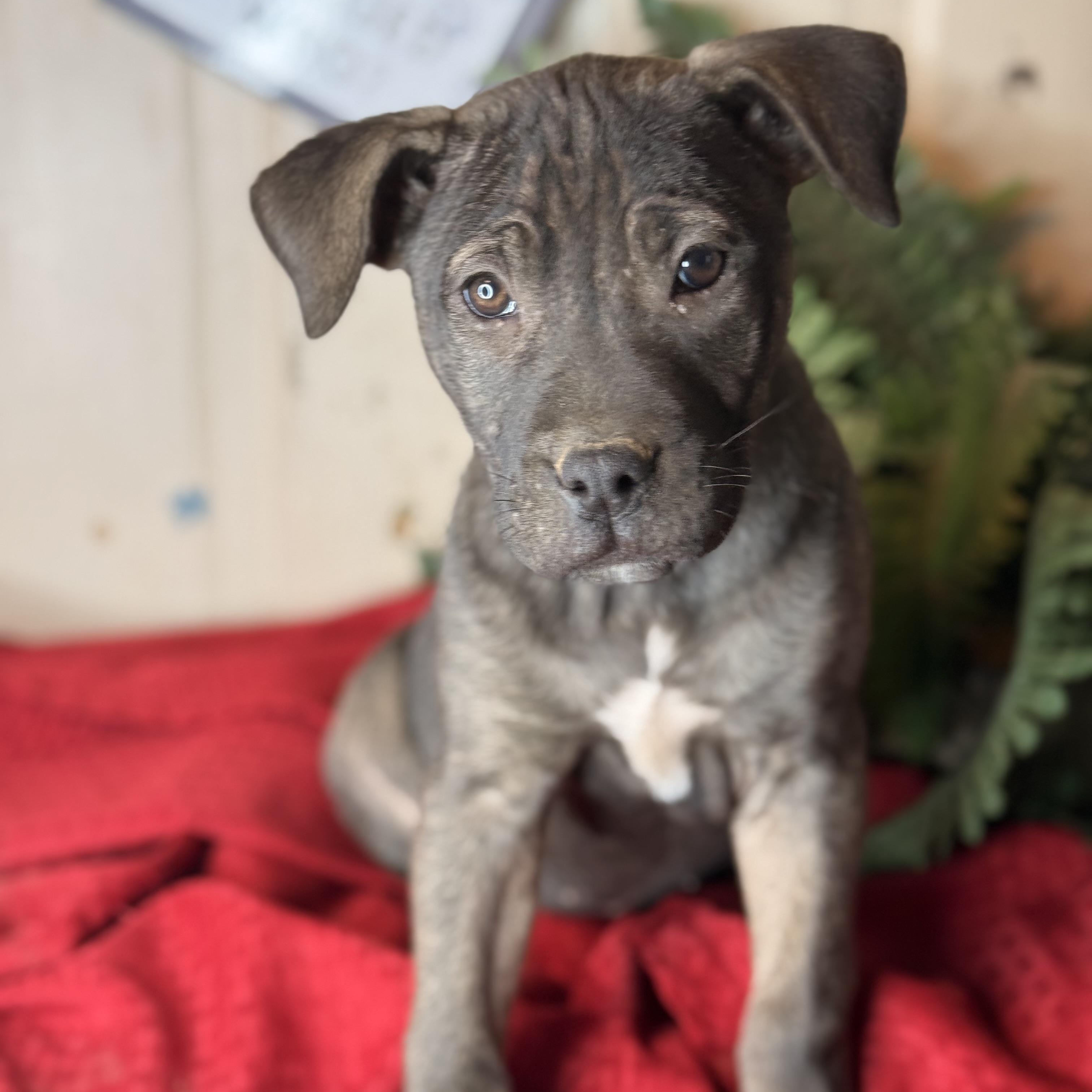 Enlarge Coco, a Adoptable mixed breed in Oak Creek, WI image 1/5