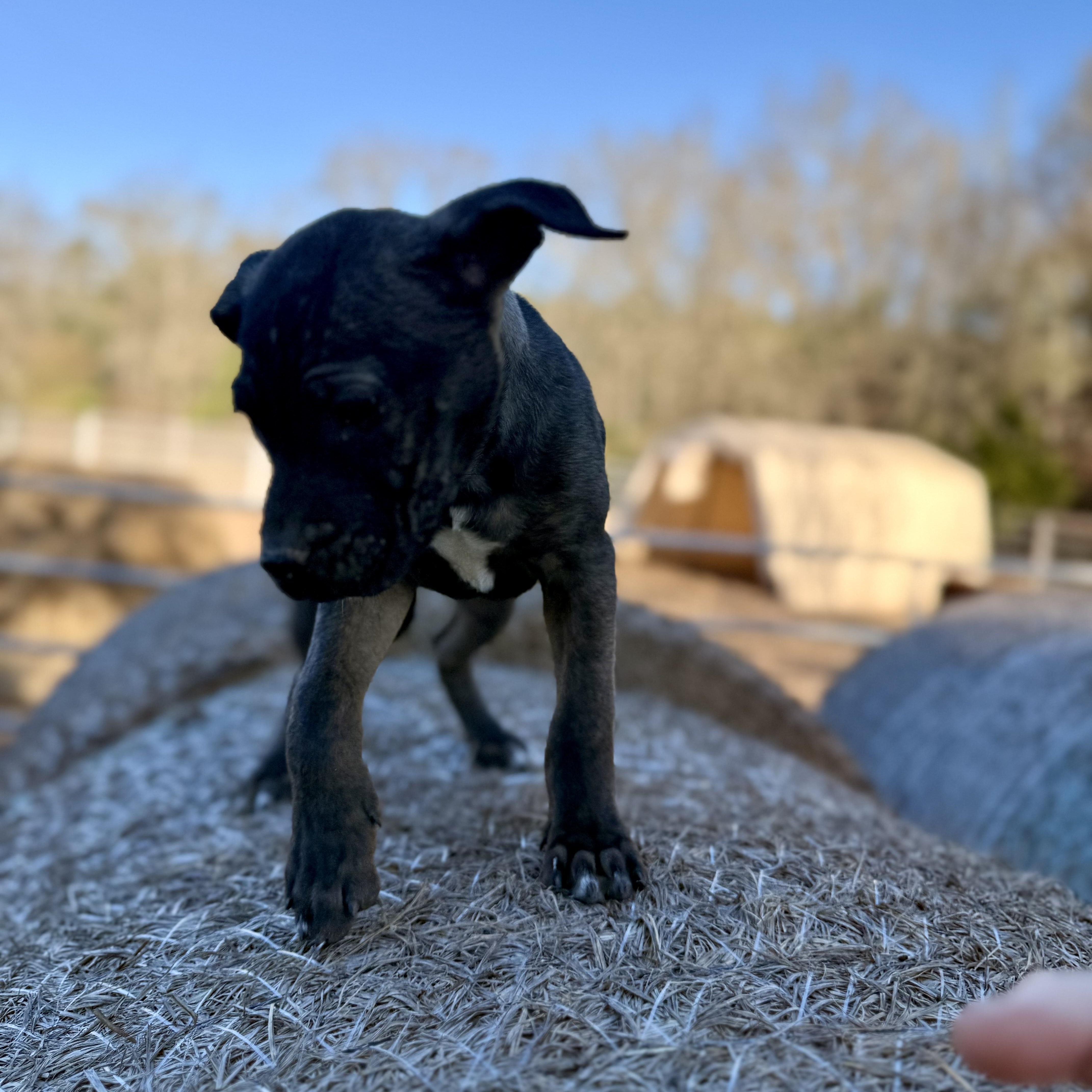Enlarge Coco, a Adoptable mixed breed in Oak Creek, WI image 2/5