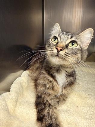 Heather, ADOPTABLE, Young Female Domestic Short Hair.