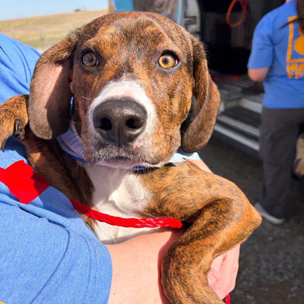 Enlarge Boog, a Adoptable mixed breed in Tulsa, OK image 1/1