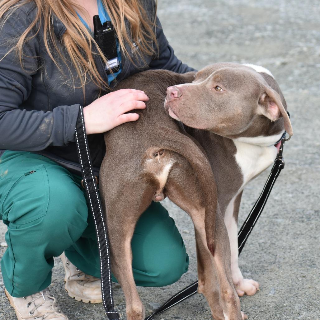 Johnny, Adoptable, Adult Male Mixed Breed.