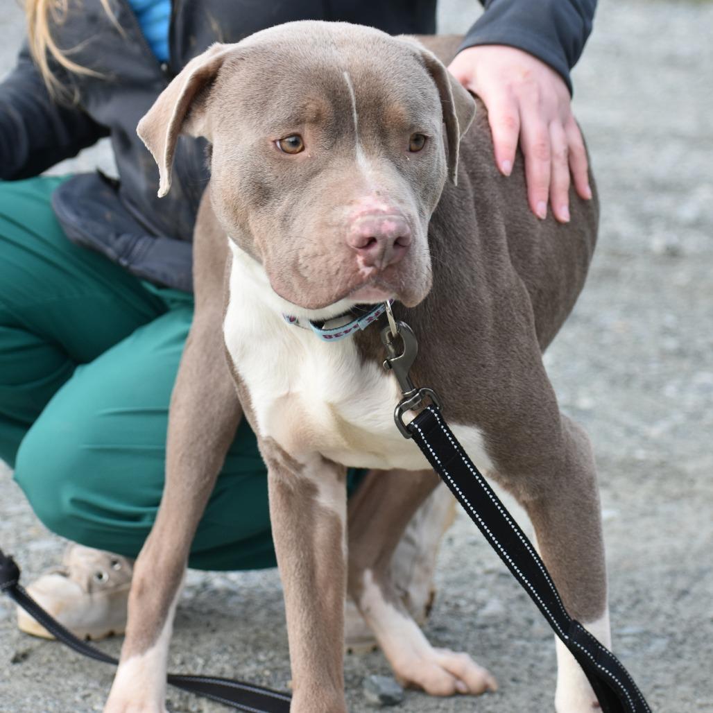 Enlarge Johnny, a Adoptable Mixed Breed in Mebane, NC image 2/5