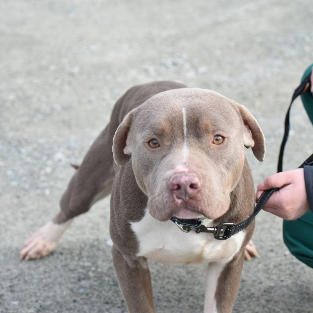 Enlarge Johnny, a Adoptable Mixed Breed in Mebane, NC image 3/5
