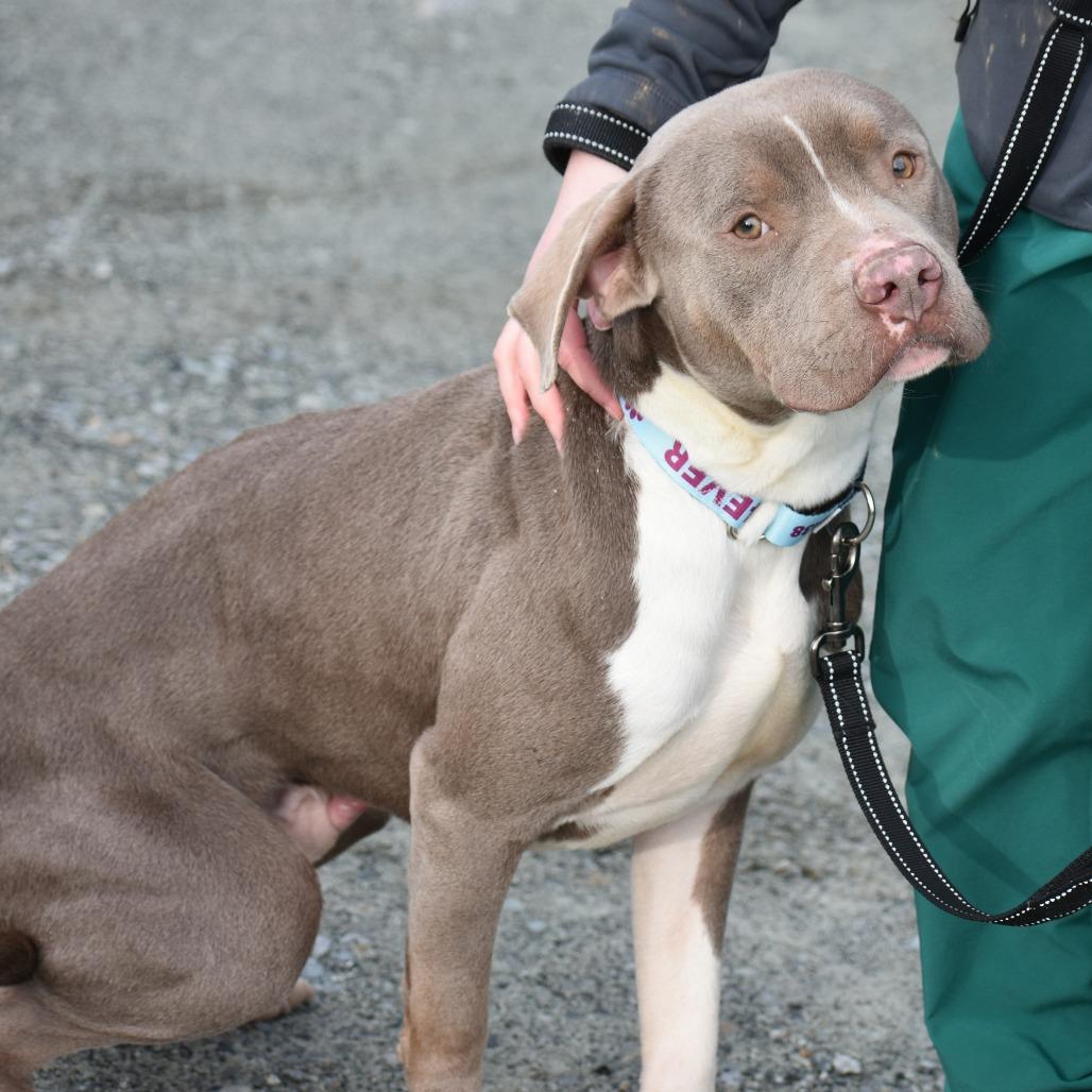Enlarge Johnny, a Adoptable Mixed Breed in Mebane, NC image 4/5