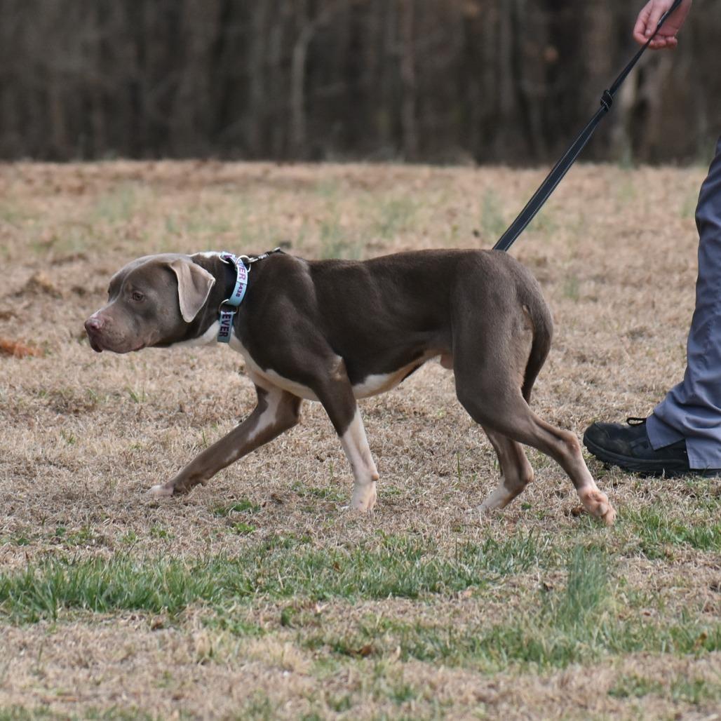 Enlarge Johnny, a Adoptable Mixed Breed in Mebane, NC image 5/5