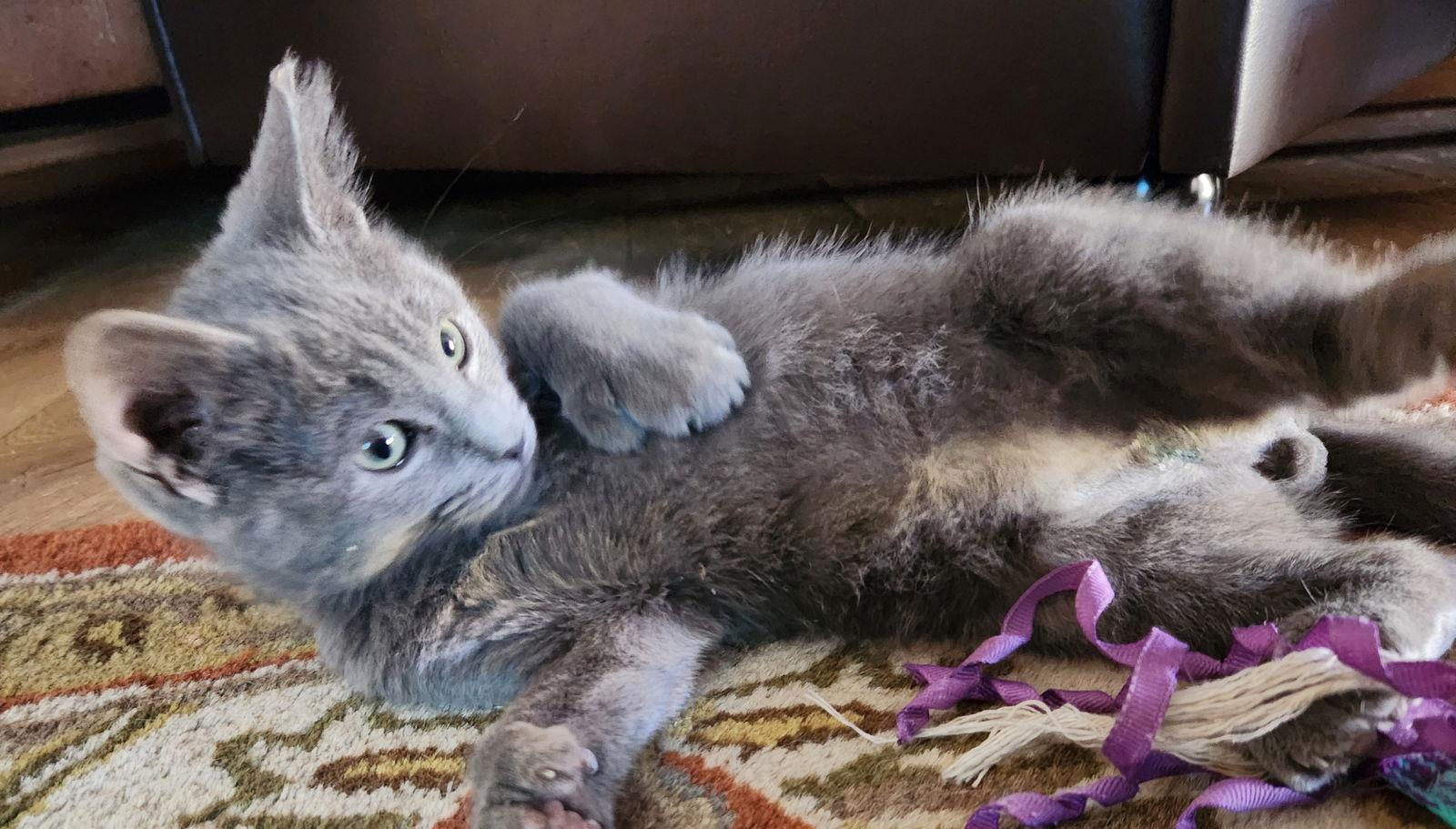 Jerry, Adopted, Kitten Male Domestic Short Hair.