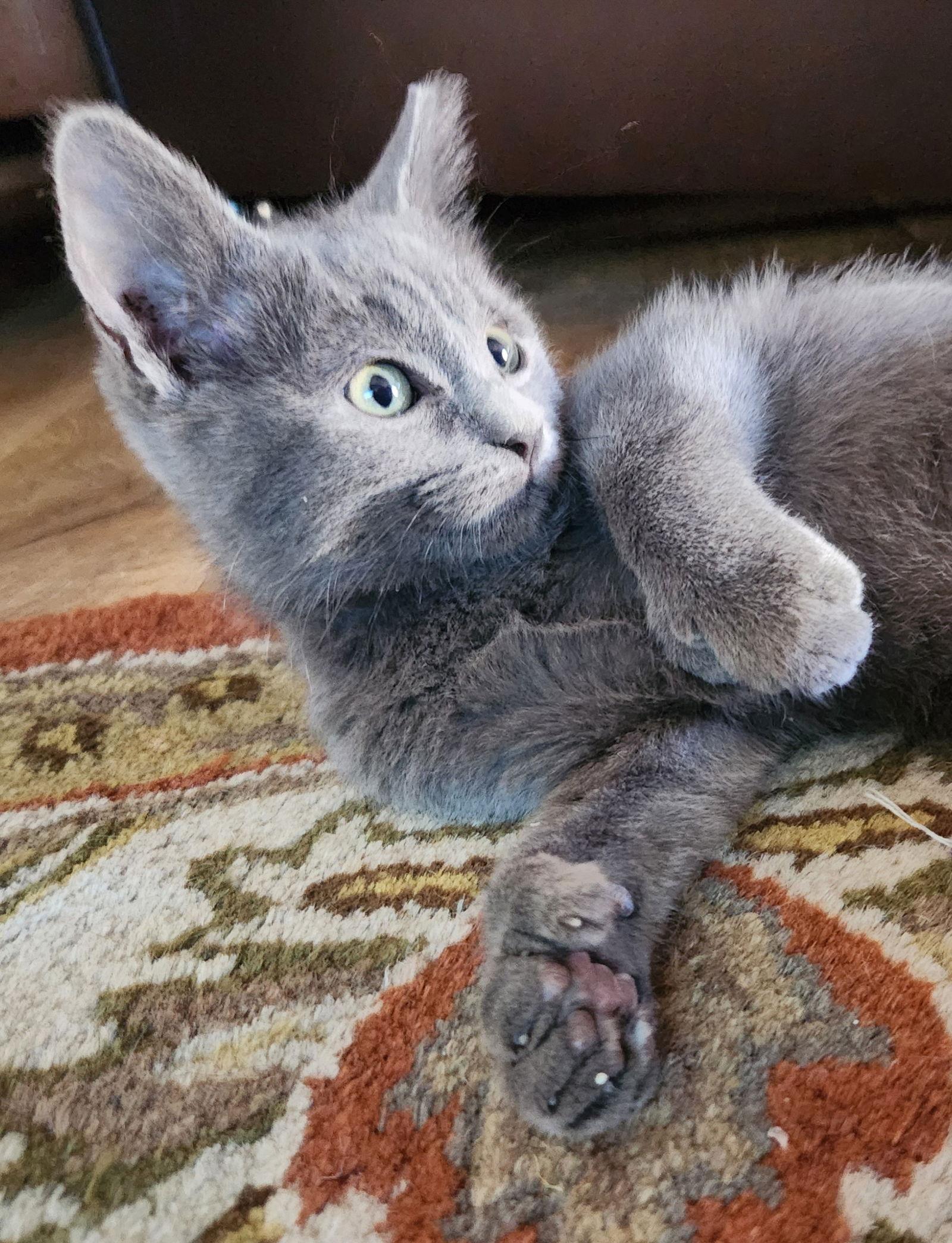 Enlarge Jerry, a Adopted Domestic Short Hair in Phoenix, AZ image 2/3