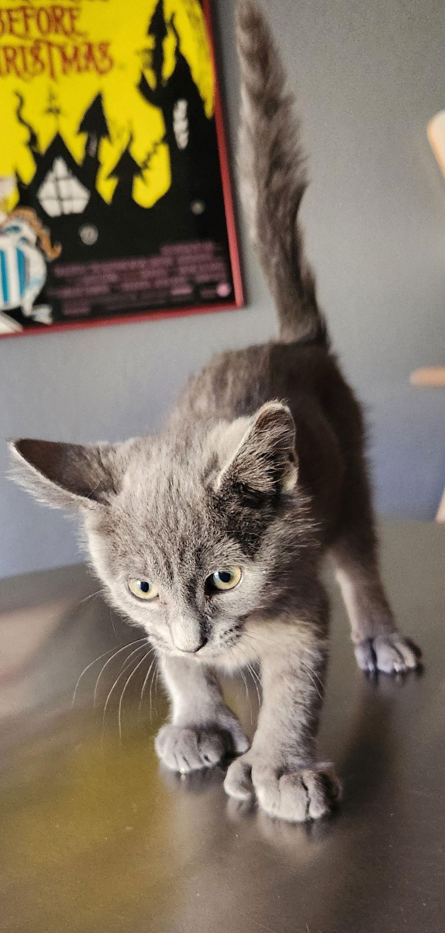 Enlarge Jerry, a Adopted Domestic Short Hair in Phoenix, AZ image 3/3