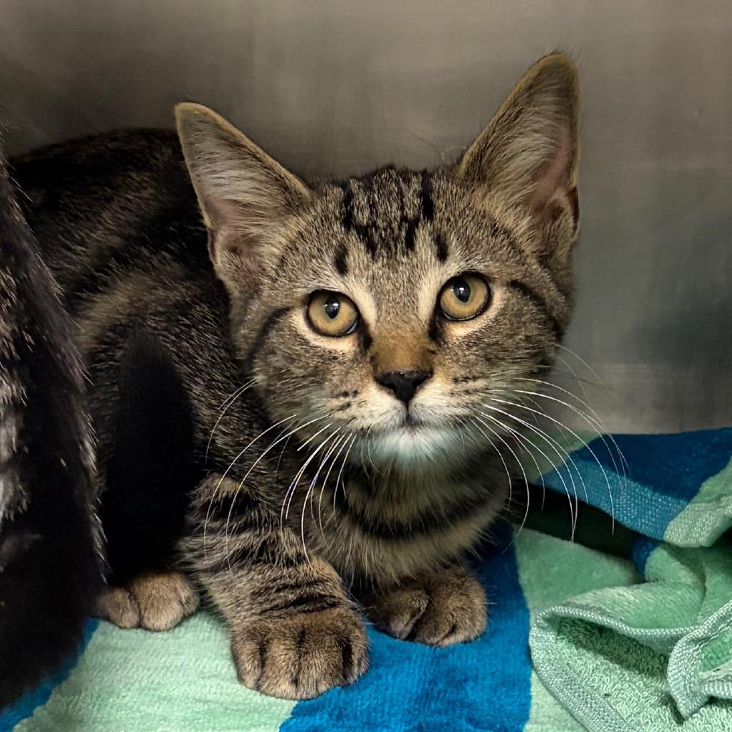 Hank, Adoptable, Kitten Male Domestic Short Hair.