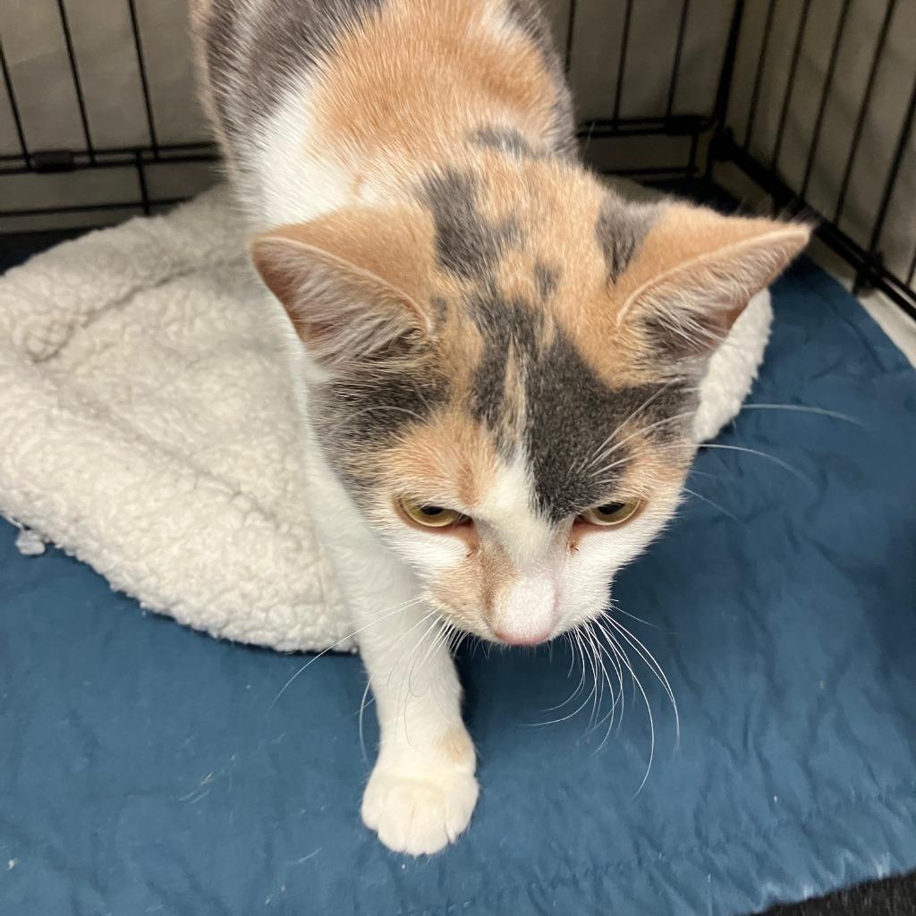 Enlarge Clover, a Adoptable mixed breed in Lunenburg, MA image 1/2