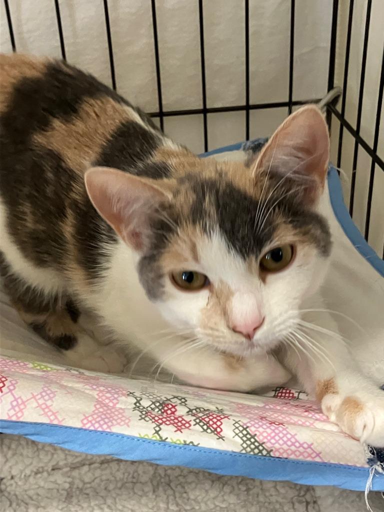 Enlarge Clover, a Adoptable mixed breed in Lunenburg, MA image 2/2