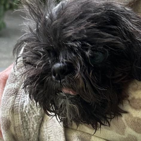 Ravioli, a Adoptable Shih Tzu in Medford, NY image 2/4