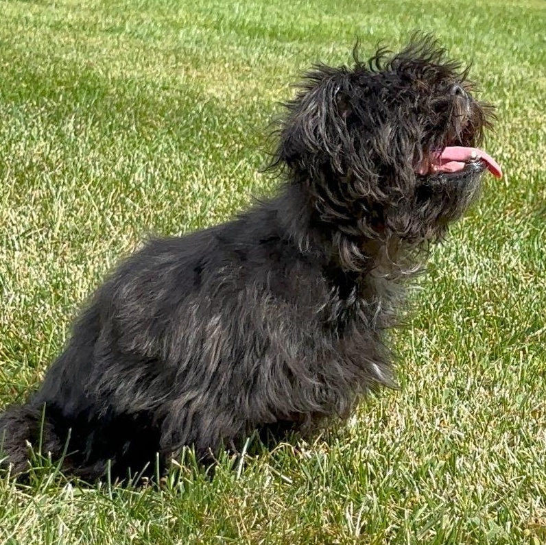 Ravioli, a Adoptable Shih Tzu in Medford, NY image 3/4