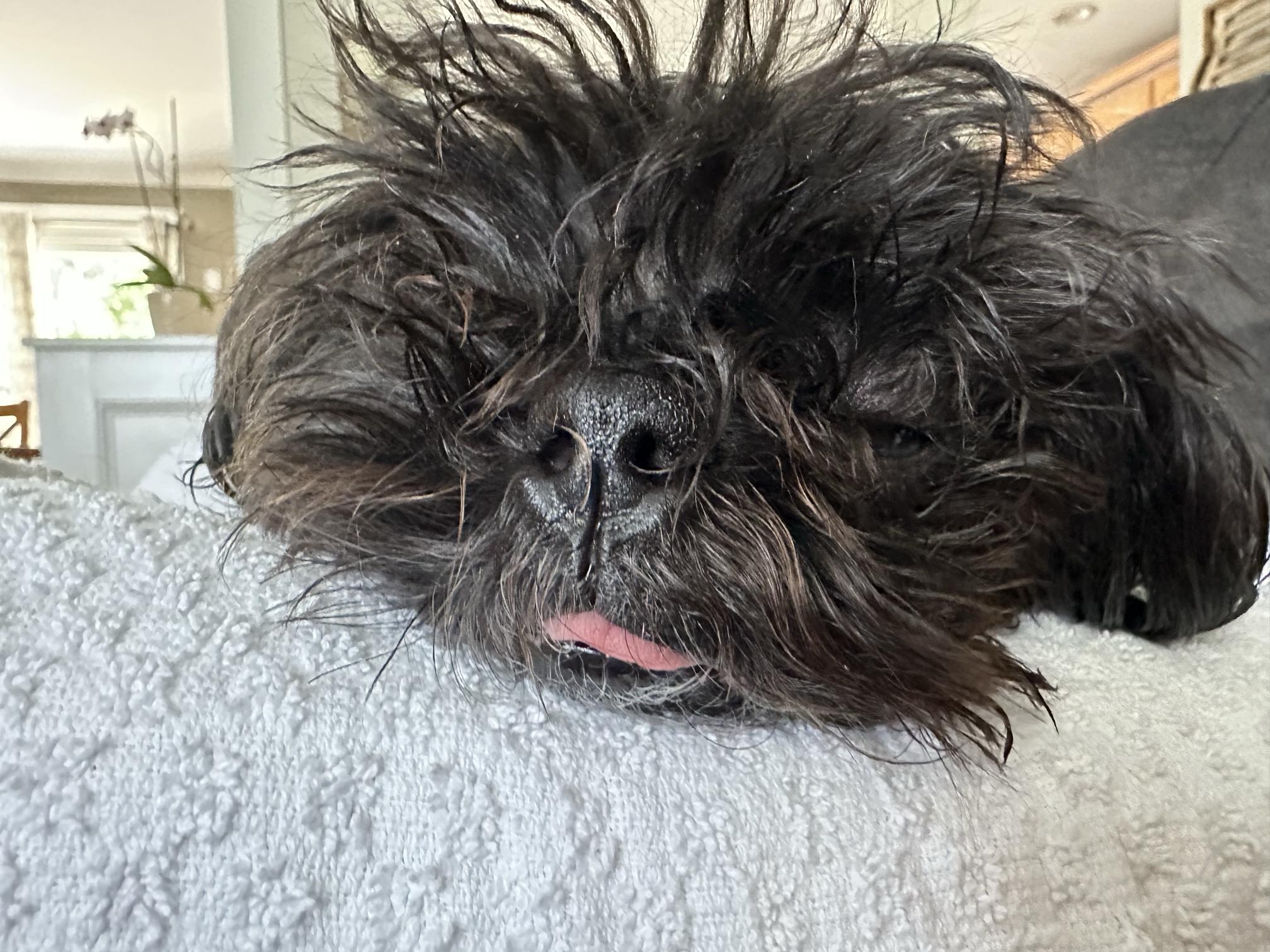 Ravioli, a Adoptable Shih Tzu in Medford, NY image 4/4