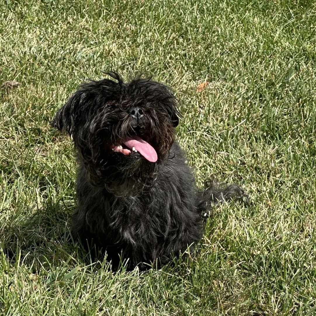 Ravioli, a Adoptable Shih Tzu in Medford, NY image 1/4