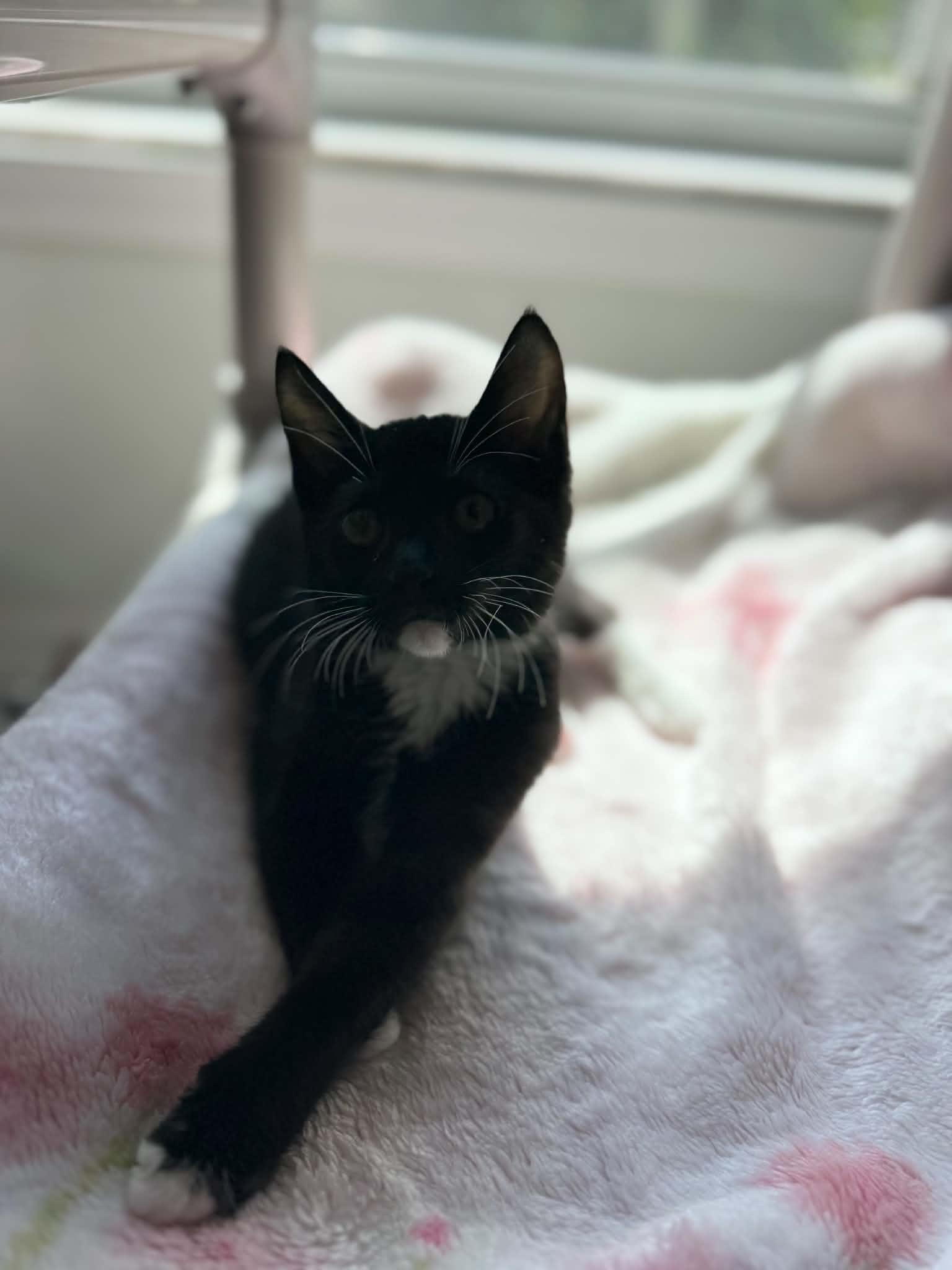 Mumble, a ADOPTABLE Domestic Short Hair in Myakka City, FL image 2/2