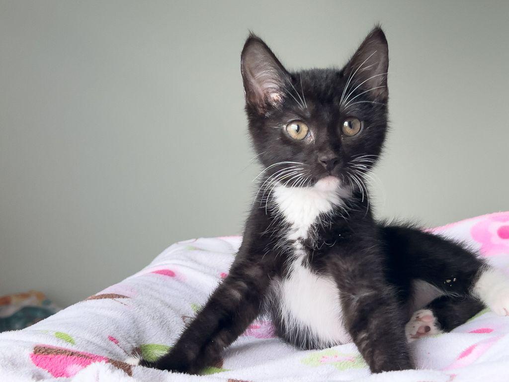 Mumble, a ADOPTABLE Domestic Short Hair in Myakka City, FL image 1/2