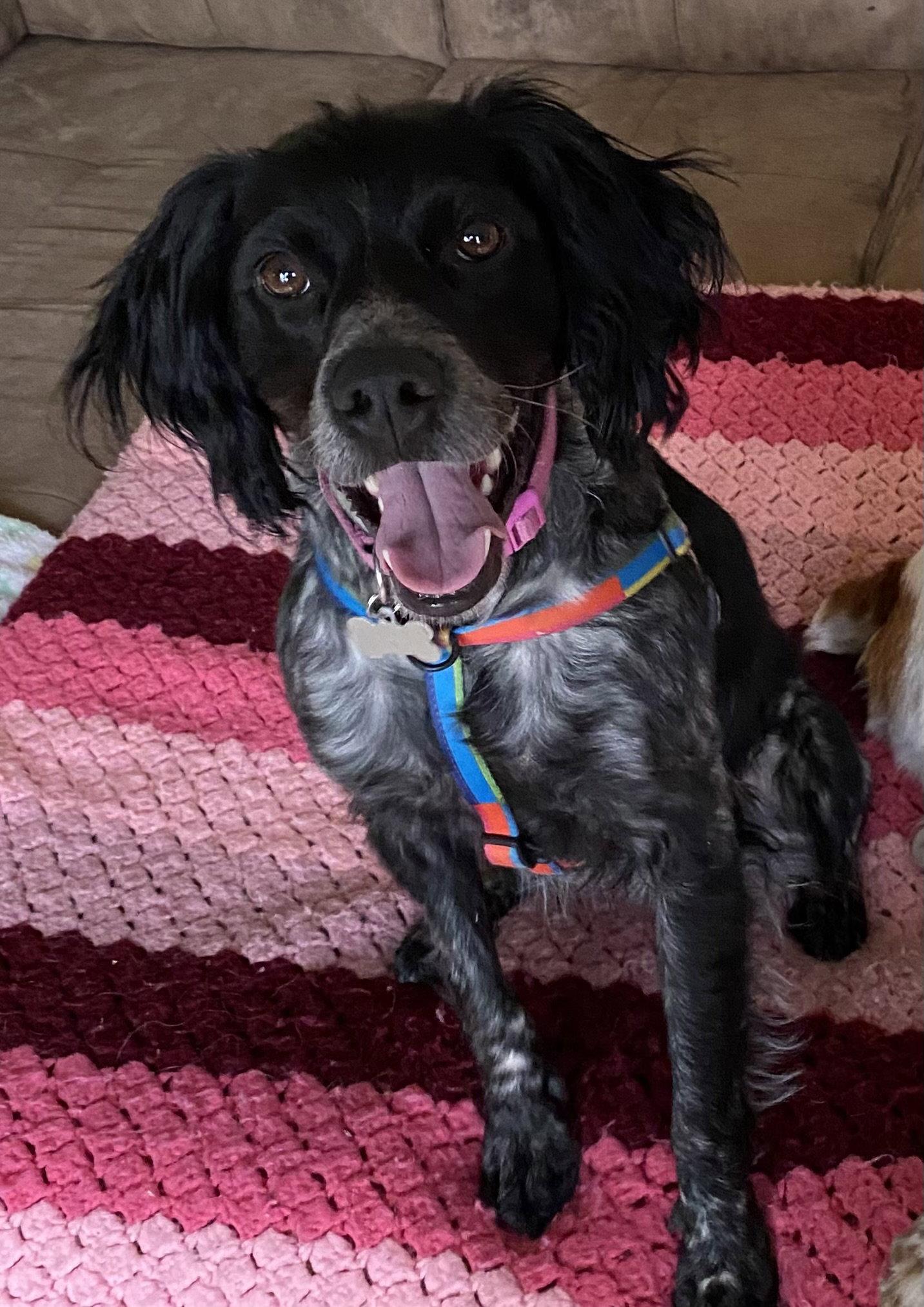 UT/Millie, Adoptable, Adult Female Brittany Spaniel.