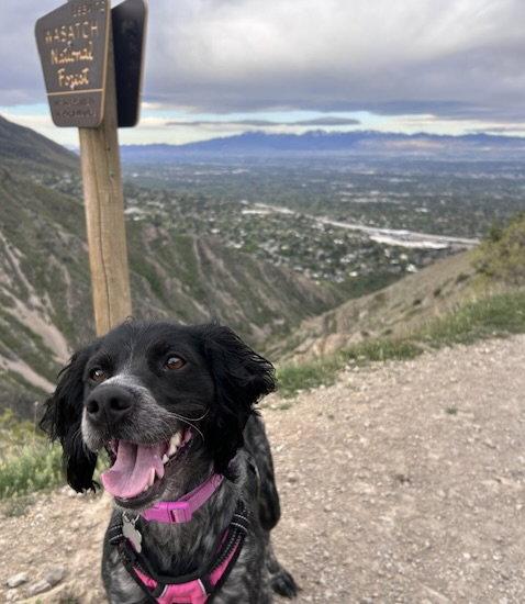 Enlarge UT/Millie, a Adoptable Brittany Spaniel in Salt Lake City, UT image 2/3