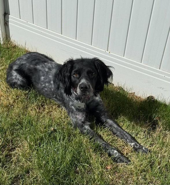 Enlarge UT/Millie, a Adoptable Brittany Spaniel in Salt Lake City, UT image 3/3