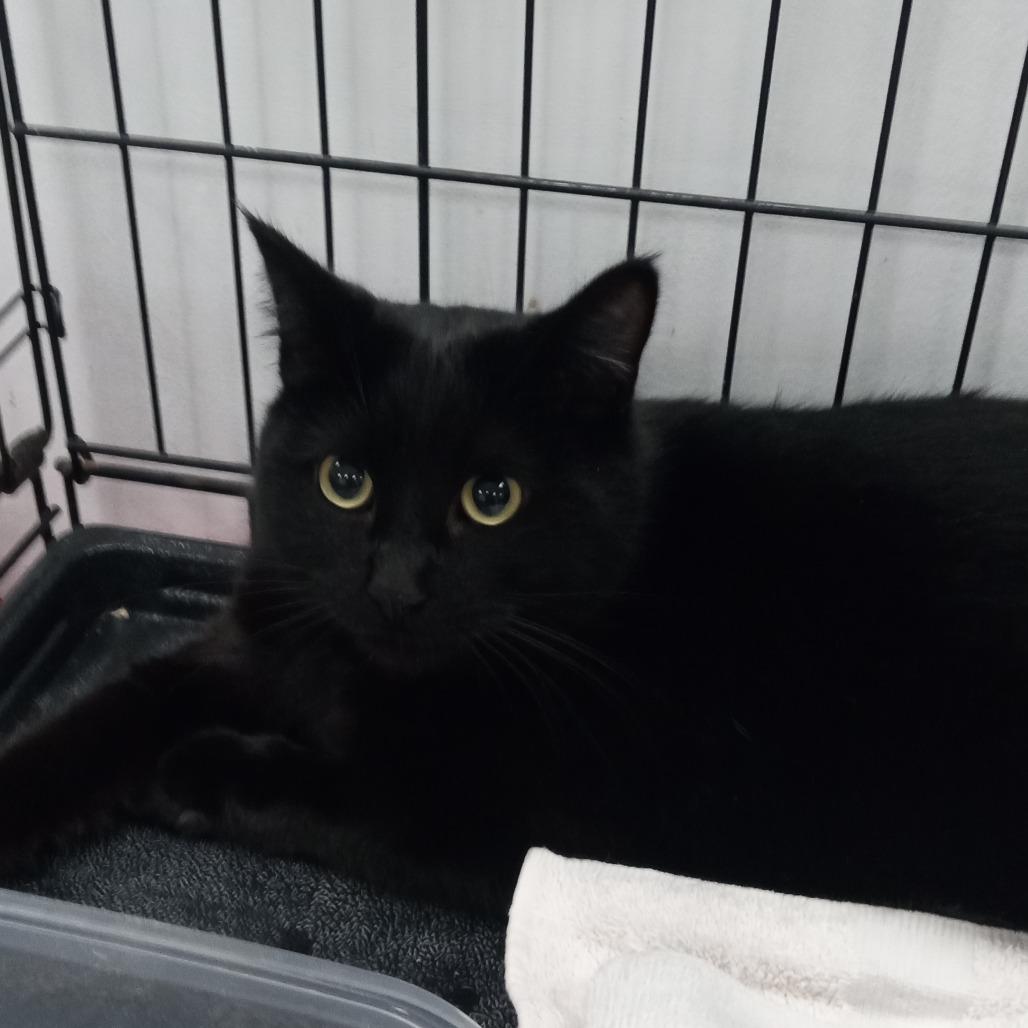 Enlarge Scoot Scoot, a Adoptable Domestic Short Hair in Coos Bay, OR image 1/1