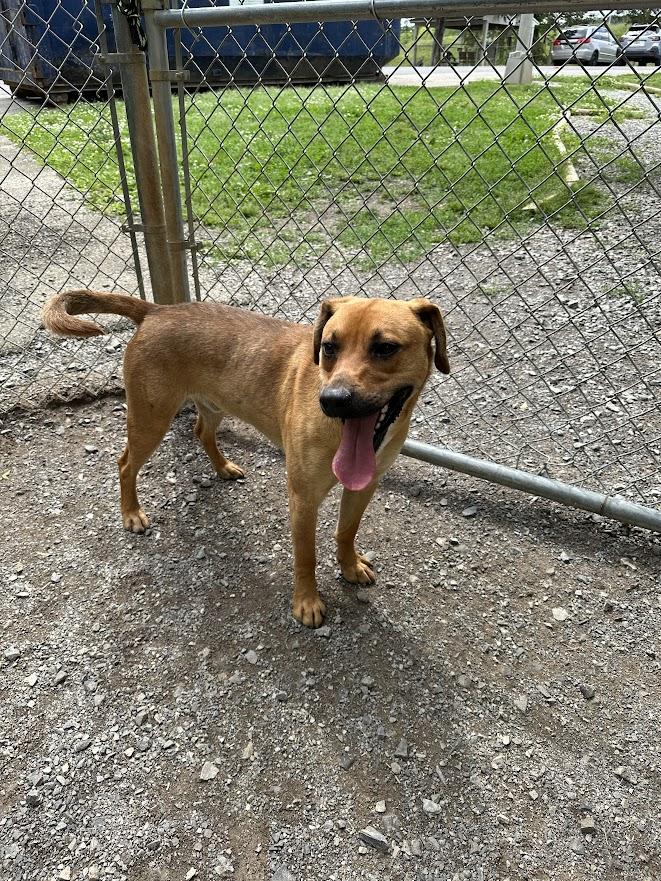 Enlarge Andy, an adopted mixed breed in Oak Ridge, TN image 5/6