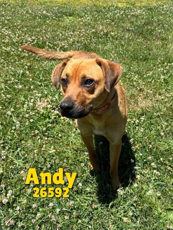 Enlarge Andy, an adopted mixed breed in Oak Ridge, TN image 6/6