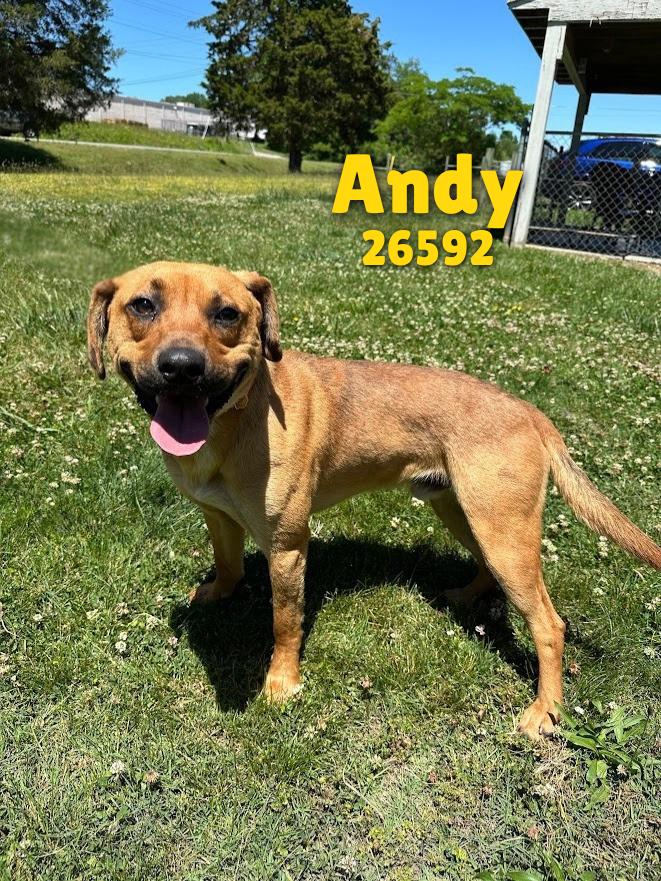 Enlarge Andy, an adopted mixed breed in Oak Ridge, TN image 2/6
