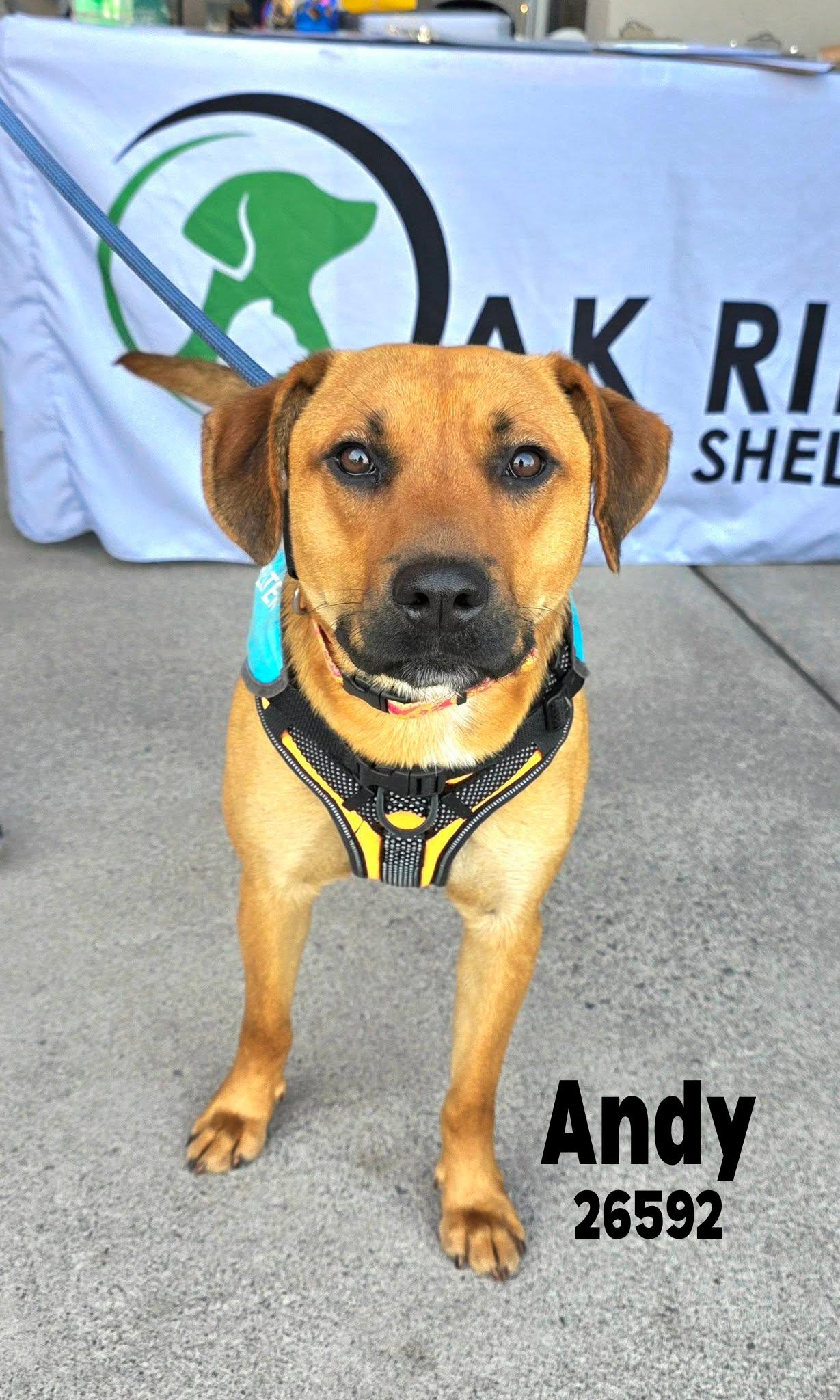 Andy, adopted, Young Male Labrador Retriever.