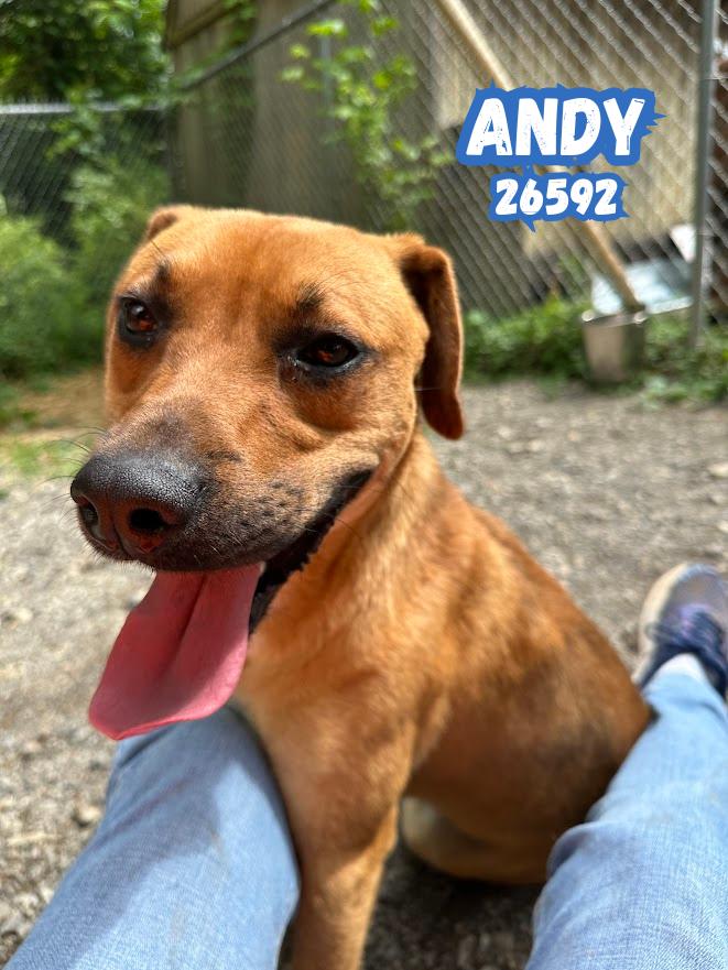 Enlarge Andy, an adopted mixed breed in Oak Ridge, TN image 3/6